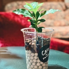 観葉植物　コーヒーの木　カフェラテ仕様の画像