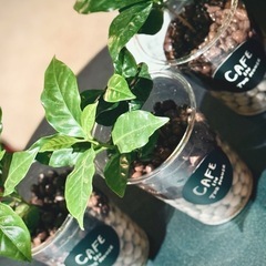 観葉植物　コーヒーの木　カフェラテ仕様の画像