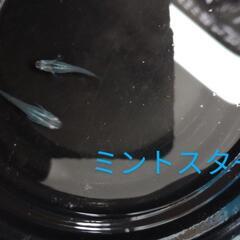 ミントスターめだか🩵有精卵🤍