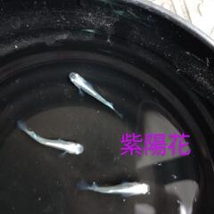 紫陽花（あじさい）メダカ💜有精卵