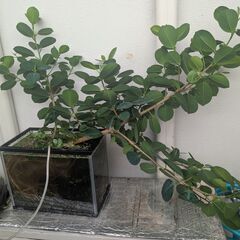植物もらってください