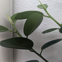植物もらってくださいの画像