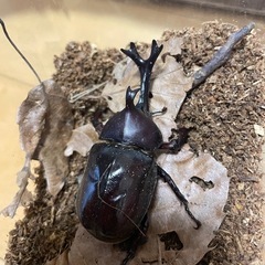 カブトムシ
