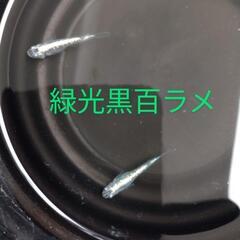 緑光黒百ラメめだか💚有精卵🖤