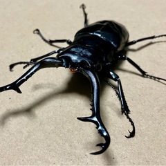 ギラファノコギリクワガタ　102mm ♂単