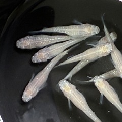 メダカ🐟土日販売‼️1000円〜