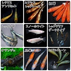 メダカ稚魚 高級メダカミックス 約20匹セット