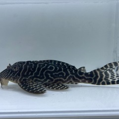 俺1純血キンペコ④の画像