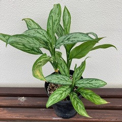 観葉植物🌿アグラオネマ🪴
