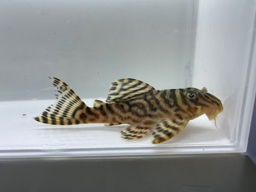 俺1純血(繁殖経験多数オス)