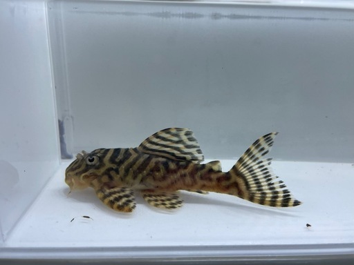 俺1純血(繁殖経験多数オス)