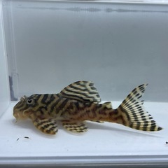 俺1純血オス(繁殖経験多数)の画像