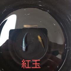 【極上】紅玉メダカ💖有精卵