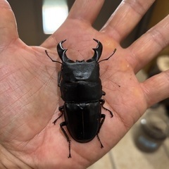 大型アマミヒラタクワガタ①