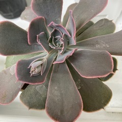 多肉植物　ベレンの画像
