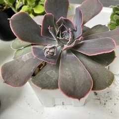 多肉植物　ベレンの画像