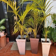 観葉植物　🪴　①