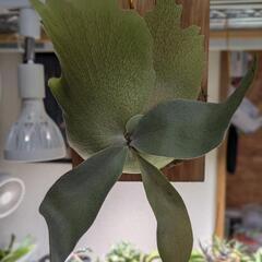 ビカクシダ フーンシキ 胞子培養株 コウモリラン