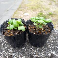 バジルの苗×2ポッド