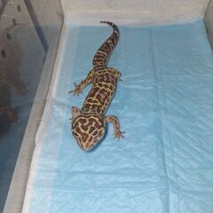 ヒョウモトカゲモドキ