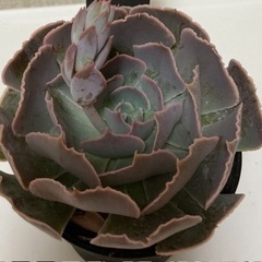 多肉植物　ベレンの画像