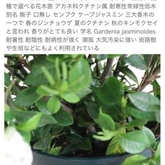 観葉植物 ＩＴＡＮＳＥ 八重クチナシ (ガーデニア) 5号 1個の画像