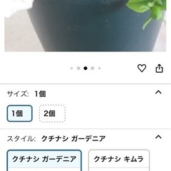 観葉植物 ＩＴＡＮＳＥ 八重クチナシ (ガーデニア) 5号 1個の画像