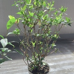 観葉植物 ＩＴＡＮＳＥ 八重クチナシ (ガーデニア) 5号 1個