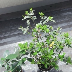 観葉植物 ＩＴＡＮＳＥ 八重クチナシ (ガーデニア) 5号 1個の画像
