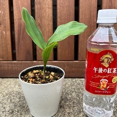 斑入りスズラン
