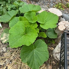 かぼちゃ苗