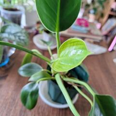 観葉植物　　　フェロデンドロン