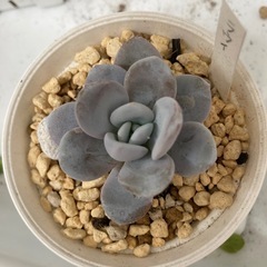 多肉植物　ラウイ
