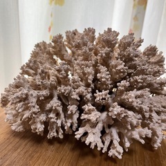 サンゴの置物の画像
