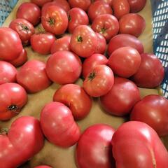 ❗❗農家の作るっ❗❗おいしいトマト🍅(完熟)