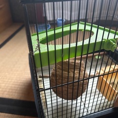 【決まりました】鳥かご　の画像