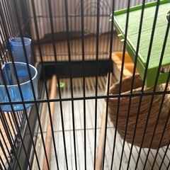 【決まりました】鳥かご　の画像