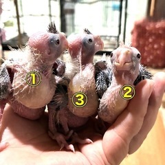 オカメインコ/W Fノーマル/W Fノーマルパイド