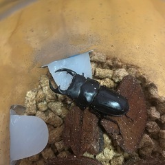国産オオクワガタペア