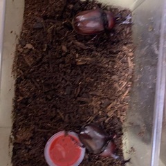 カブトムシ成虫