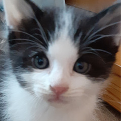 生後1か月半の子猫（♂）里親募集