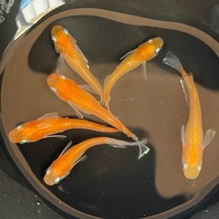 選別外ダイアナ🐡めだか