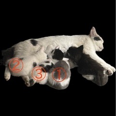 2ヶ月くらいの子猫