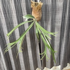 ビカクシダ　モンキーノース　観葉植物　コウモリラン  インテリアの画像