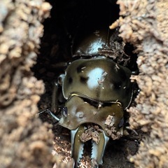 【お取引き確定 】【ペア】ババオウゴンオニクワガタ　タニンダーリの画像