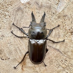 【お取引き確定 】【ペア】ババオウゴンオニクワガタ　タニンダーリの画像