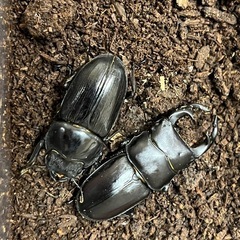 能勢オオクワガタ　ペア
の画像