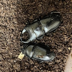 能勢オオクワガタ　ペア
の画像