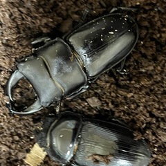 能勢オオクワガタ　ペア
の画像