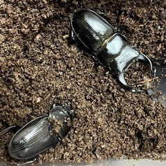 能勢オオクワガタ　ペア
